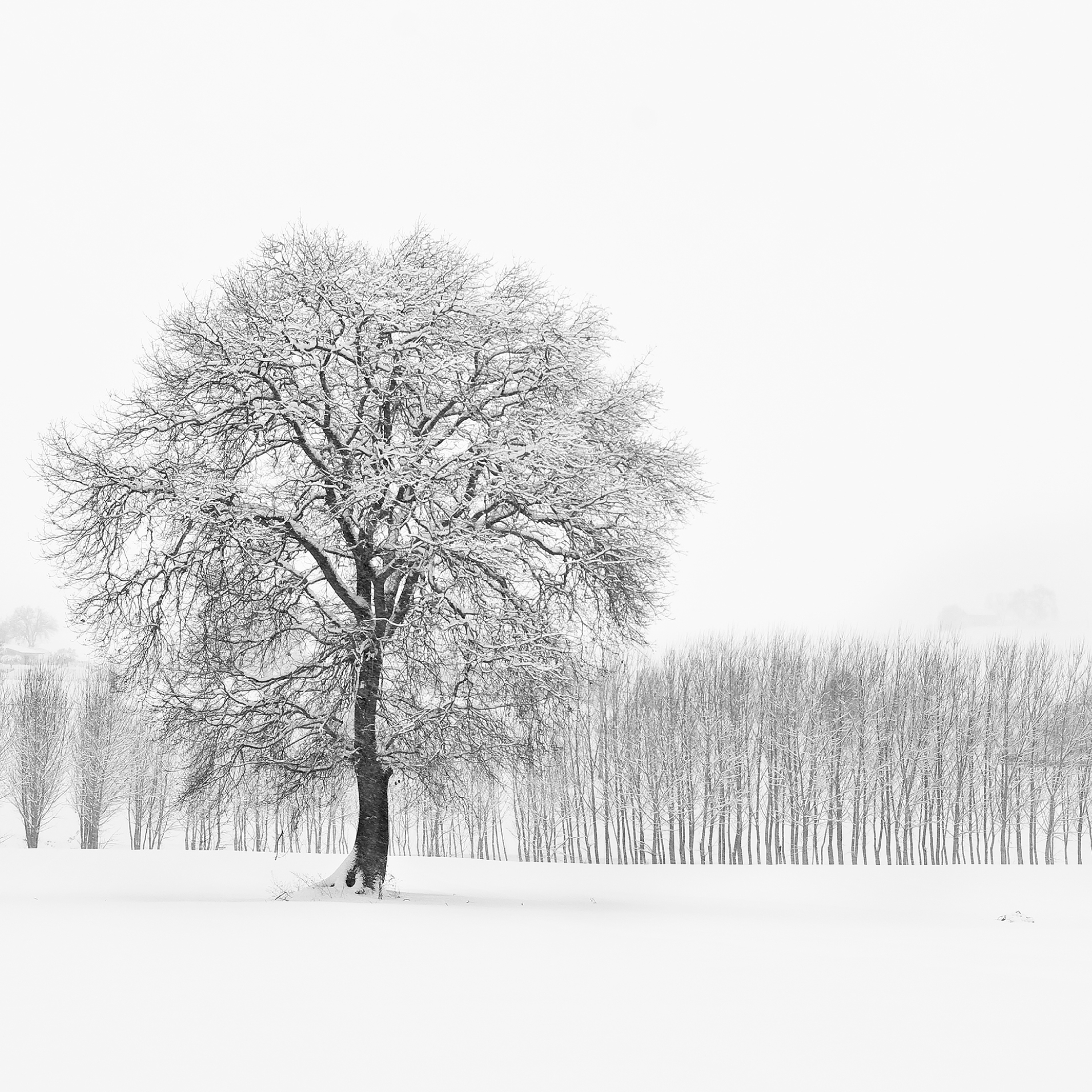 Neve_Adrea